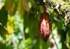 Smart Shade Tree Systems Could Protect Global Cocoa Production From Climate Stress Smart Shade Tree Systems Could Protect Global Cocoa Production From Climate Stress