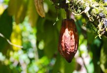 Smart Shade Tree Systems Could Protect Global Cocoa Production From Climate Stress Smart Shade Tree Systems Could Protect Global Cocoa Production From Climate Stress