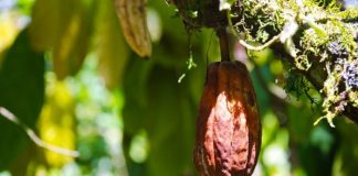 Smart Shade Tree Systems Could Protect Global Cocoa Production From Climate Stress Smart Shade Tree Systems Could Protect Global Cocoa Production From Climate Stress