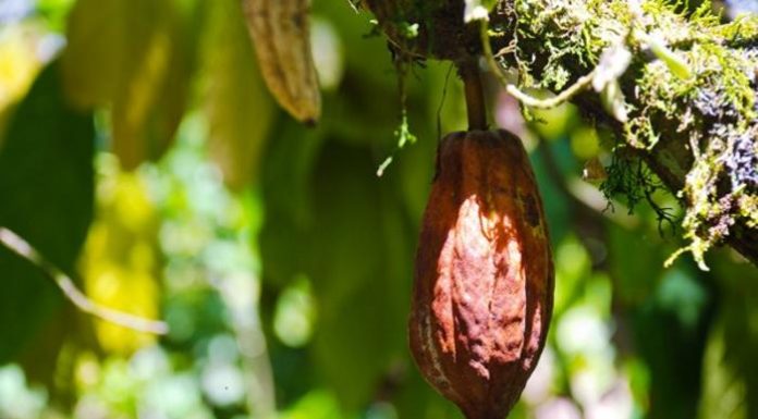 Smart Shade Tree Systems Could Protect Global Cocoa Production From Climate Stress Smart Shade Tree Systems Could Protect Global Cocoa Production From Climate Stress