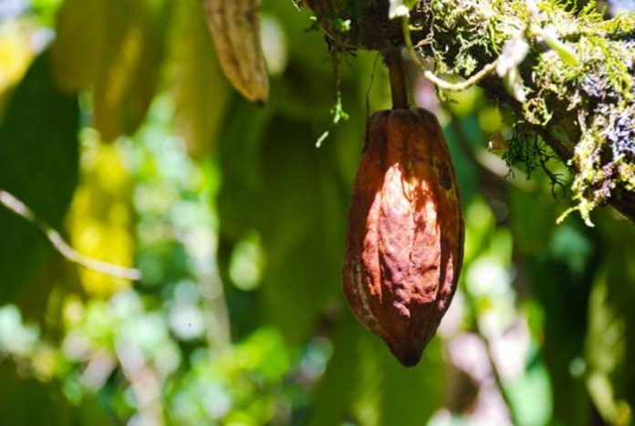 Smart Shade Tree Systems Could Protect Global Cocoa Production From Climate Stress