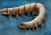 Ancient Fossils Reveal Millipede Ancestors Evolved Legs Underwater Ancient Fossils Reveal Millipede Ancestors Evolved Legs Underwater