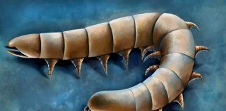 Ancient Fossils Reveal Millipede Ancestors Evolved Legs Underwater Ancient Fossils Reveal Millipede Ancestors Evolved Legs Underwater