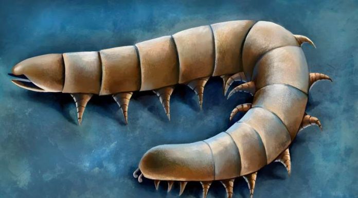 Ancient Fossils Reveal Millipede Ancestors Evolved Legs Underwater Ancient Fossils Reveal Millipede Ancestors Evolved Legs Underwater
