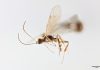 Chilean wasp named after David Attenborough ahead of his 100th birthday Chilean wasp named after David Attenborough ahead of his 100th birthday