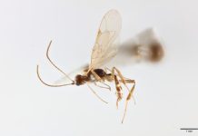 Chilean wasp named after David Attenborough ahead of his 100th birthday Chilean wasp named after David Attenborough ahead of his 100th birthday