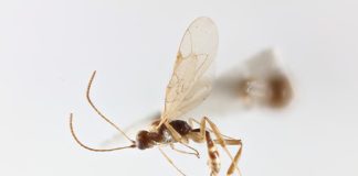 Chilean wasp named after David Attenborough ahead of his 100th birthday Chilean wasp named after David Attenborough ahead of his 100th birthday