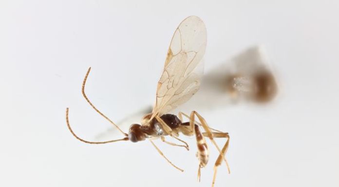 Chilean wasp named after David Attenborough ahead of his 100th birthday Chilean wasp named after David Attenborough ahead of his 100th birthday