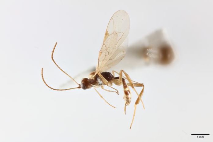 Chilean wasp named after David Attenborough ahead of his 100th birthday