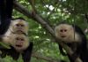 Climate extremes are reshaping animal societies, 33-year monkey study reveals Climate extremes are reshaping animal societies, 33-year monkey study reveals