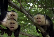 Climate extremes are reshaping animal societies, 33-year monkey study reveals Climate extremes are reshaping animal societies, 33-year monkey study reveals