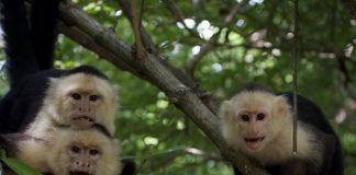 Climate extremes are reshaping animal societies, 33-year monkey study reveals Climate extremes are reshaping animal societies, 33-year monkey study reveals