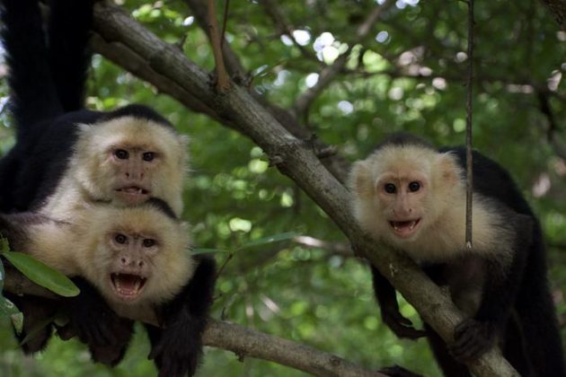 Climate extremes are reshaping animal societies, 33-year monkey study ...