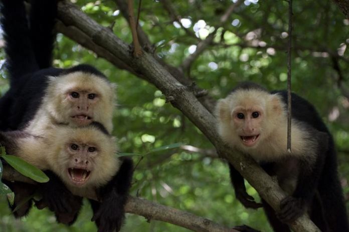 Climate extremes are reshaping animal societies, 33-year monkey study reveals