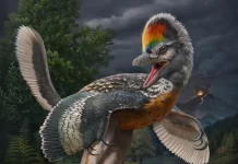Dinosaur Fossils Suggest Ancient Parenting Behaviors Similar to Modern Birds Dinosaur Fossils Suggest Ancient Parenting Behaviors Similar to Modern Birds