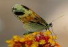 Evolution: the same genes reused for 120 million years, study finds Evolution: the same genes reused for 120 million years, study finds