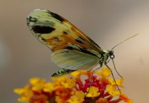 Evolution: the same genes reused for 120 million years, study finds Evolution: the same genes reused for 120 million years, study finds