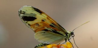 Evolution: the same genes reused for 120 million years, study finds Evolution: the same genes reused for 120 million years, study finds