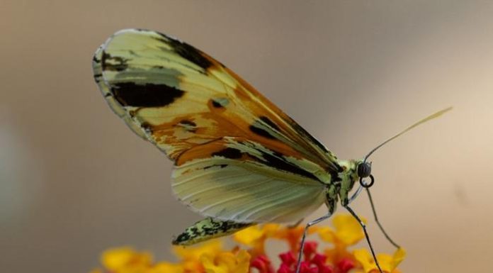 Evolution: the same genes reused for 120 million years, study finds Evolution: the same genes reused for 120 million years, study finds