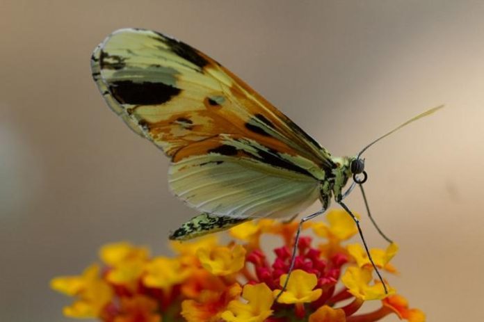 Evolution: the same genes reused for 120 million years, study finds