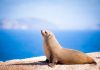 Fur Seals Spike Heart Rates on Land to Recover After Deep-Sea Foraging, Study Reveals Fur Seals Spike Heart Rates on Land to Recover After Deep-Sea Foraging, Study Reveals