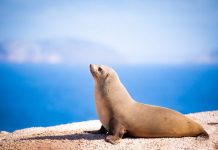 Fur Seals Spike Heart Rates on Land to Recover After Deep-Sea Foraging, Study Reveals Fur Seals Spike Heart Rates on Land to Recover After Deep-Sea Foraging, Study Reveals