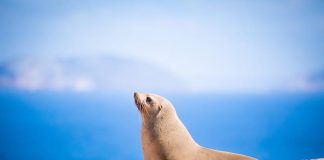 Fur Seals Spike Heart Rates on Land to Recover After Deep-Sea Foraging, Study Reveals Fur Seals Spike Heart Rates on Land to Recover After Deep-Sea Foraging, Study Reveals