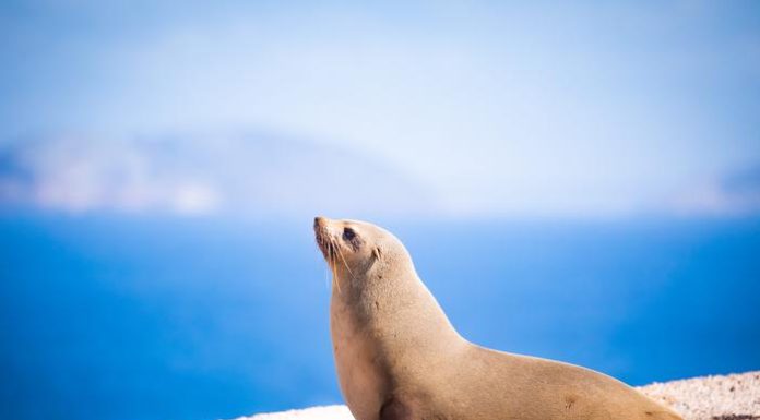 Fur Seals Spike Heart Rates on Land to Recover After Deep-Sea Foraging, Study Reveals Fur Seals Spike Heart Rates on Land to Recover After Deep-Sea Foraging, Study Reveals
