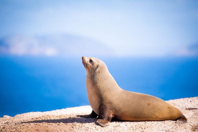 Fur Seals Spike Heart Rates on Land to Recover After Deep-Sea Foraging, Study Reveals
