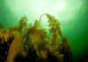 Ocean Warming Accelerates Kelp Forest Decline Along Maine Coast Ocean Warming Accelerates Kelp Forest Decline Along Maine Coast