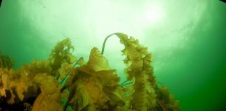 Ocean Warming Accelerates Kelp Forest Decline Along Maine Coast Ocean Warming Accelerates Kelp Forest Decline Along Maine Coast