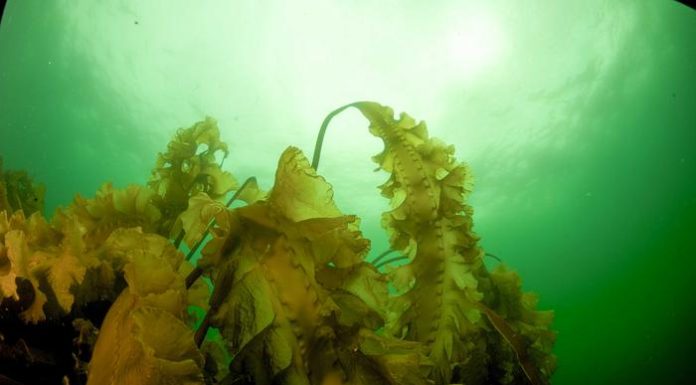 Ocean Warming Accelerates Kelp Forest Decline Along Maine Coast Ocean Warming Accelerates Kelp Forest Decline Along Maine Coast