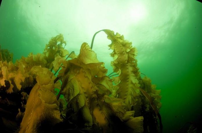 Ocean Warming Accelerates Kelp Forest Decline Along Maine Coast