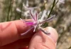 Plant Thought Extinct for 60 Years Rediscovered in Australia Plant Thought Extinct for 60 Years Rediscovered in Australia
