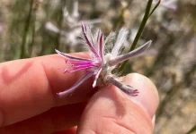Plant Thought Extinct for 60 Years Rediscovered in Australia Plant Thought Extinct for 60 Years Rediscovered in Australia