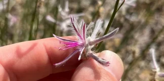Plant Thought Extinct for 60 Years Rediscovered in Australia Plant Thought Extinct for 60 Years Rediscovered in Australia