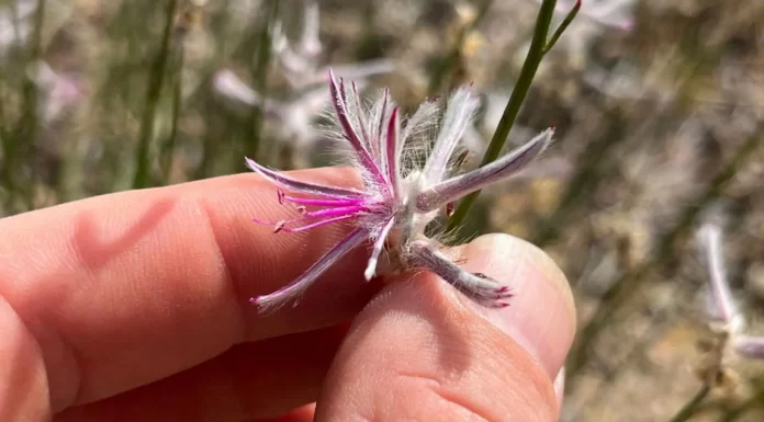 Plant Thought Extinct for 60 Years Rediscovered in Australia Plant Thought Extinct for 60 Years Rediscovered in Australia