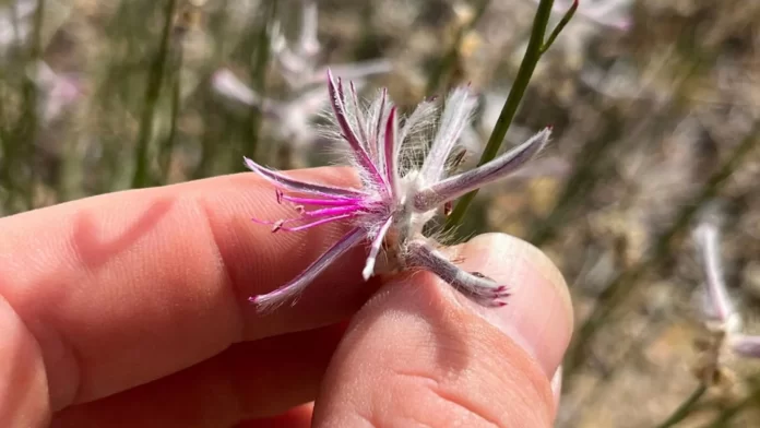 Plant Thought Extinct for 60 Years Rediscovered in Australia Plant Thought Extinct for 60 Years Rediscovered in Australia