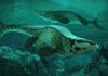 Scientists Discover Massive New Sea Predator Named Tylosaurus rex Scientists Discover Massive New Sea Predator Named Tylosaurus rex