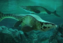 Scientists Discover Massive New Sea Predator Named Tylosaurus rex Scientists Discover Massive New Sea Predator Named Tylosaurus rex