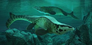 Scientists Discover Massive New Sea Predator Named Tylosaurus rex Scientists Discover Massive New Sea Predator Named Tylosaurus rex