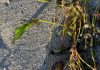 Scientists Discover Seagrass Produces Genetically Unique “Baby Plants” Instead of Clones Scientists Discover Seagrass Produces Genetically Unique “Baby Plants” Instead of Clones