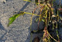 Scientists Discover Seagrass Produces Genetically Unique “Baby Plants” Instead of Clones Scientists Discover Seagrass Produces Genetically Unique “Baby Plants” Instead of Clones