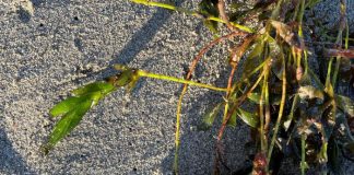 Scientists Discover Seagrass Produces Genetically Unique “Baby Plants” Instead of Clones Scientists Discover Seagrass Produces Genetically Unique “Baby Plants” Instead of Clones