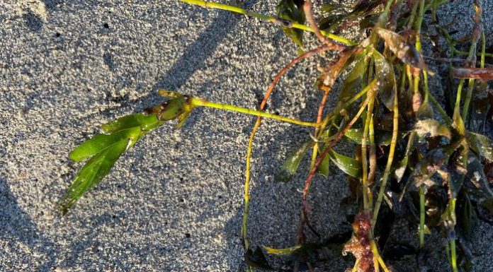 Scientists Discover Seagrass Produces Genetically Unique “Baby Plants” Instead of Clones Scientists Discover Seagrass Produces Genetically Unique “Baby Plants” Instead of Clones