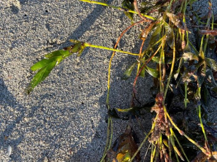 Scientists Discover Seagrass Produces Genetically Unique “Baby Plants” Instead of Clones Scientists Discover Seagrass Produces Genetically Unique “Baby Plants” Instead of Clones