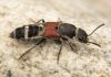 Scientists discover 61 new beetle species in China Scientists discover 61 new beetle species in China
