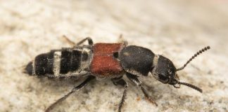 Scientists discover 61 new beetle species in China Scientists discover 61 new beetle species in China