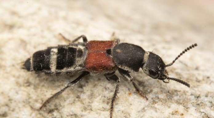 Scientists discover 61 new beetle species in China Scientists discover 61 new beetle species in China