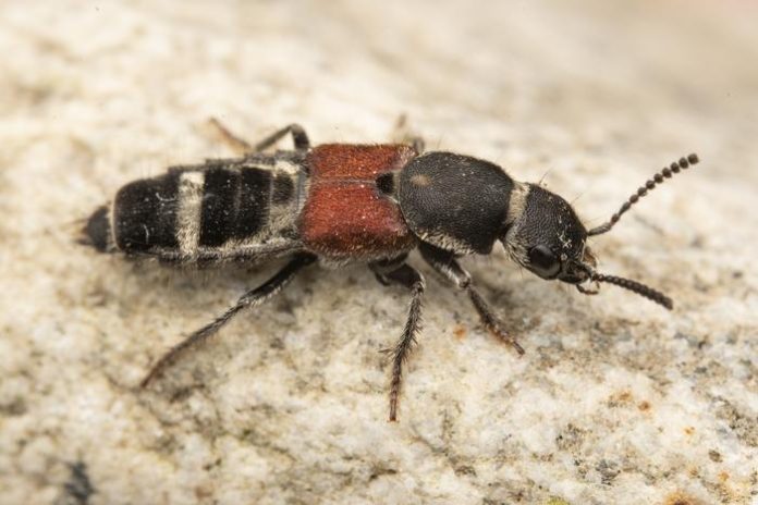 Scientists discover 61 new beetle species in China Scientists discover 61 new beetle species in China